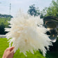 Dried Pampas Grass 60 Pieces Natural Dried Flowers Decoration, Bouquet Reed Flower Decoration for Living Room Bedroom