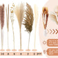 Pampasgras Getrocknet - Natürliche, Braun, Trockenblumen Strauß Dried Flowers, für Heim Decor