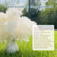 Dried Pampas Grass 60 Pieces Natural Dried Flowers Decoration, Bouquet Reed Flower Decoration for Living Room Bedroom