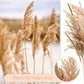 Pampasgras Getrocknet - Natürliche, Braun, Trockenblumen Strauß Dried Flowers, für Heim Decor