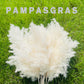 Dried Pampas Grass 60 Pieces Natural Dried Flowers Decoration, Bouquet Reed Flower Decoration for Living Room Bedroom